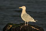 American Herring Gullborder=